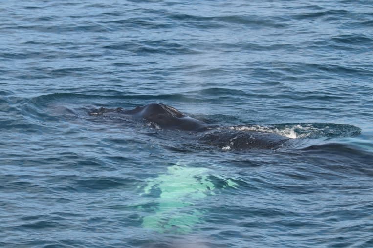 Best Value Whale Watching tour from Reykjavik - photo 21
