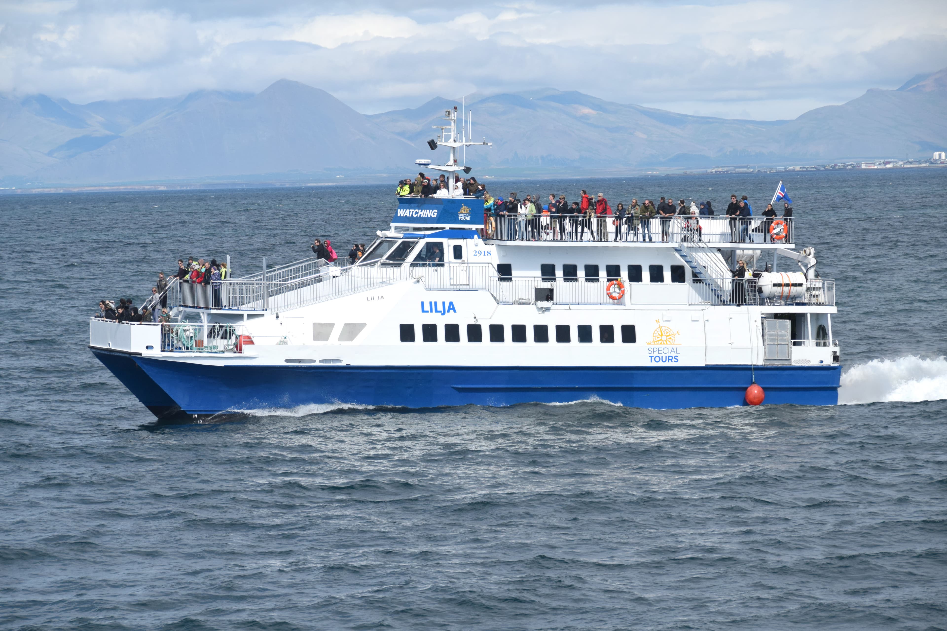 Whale Watching from Akureyri