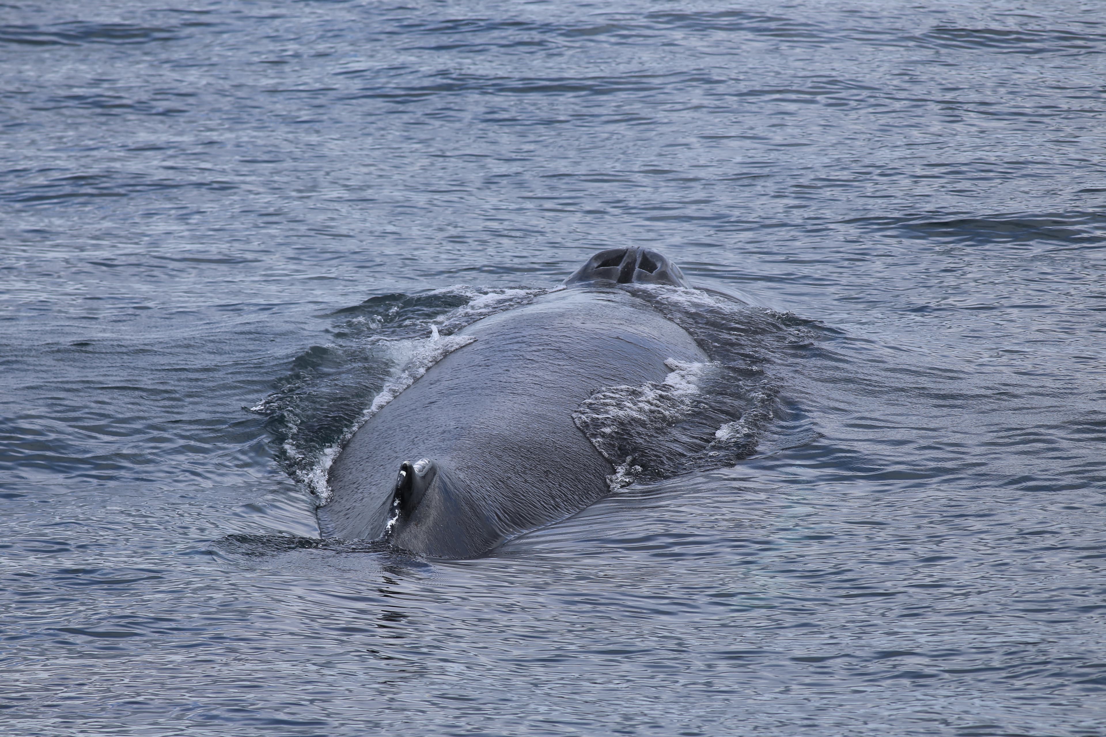 Best Value Whale Watching tour from Reykjavik - photo 30