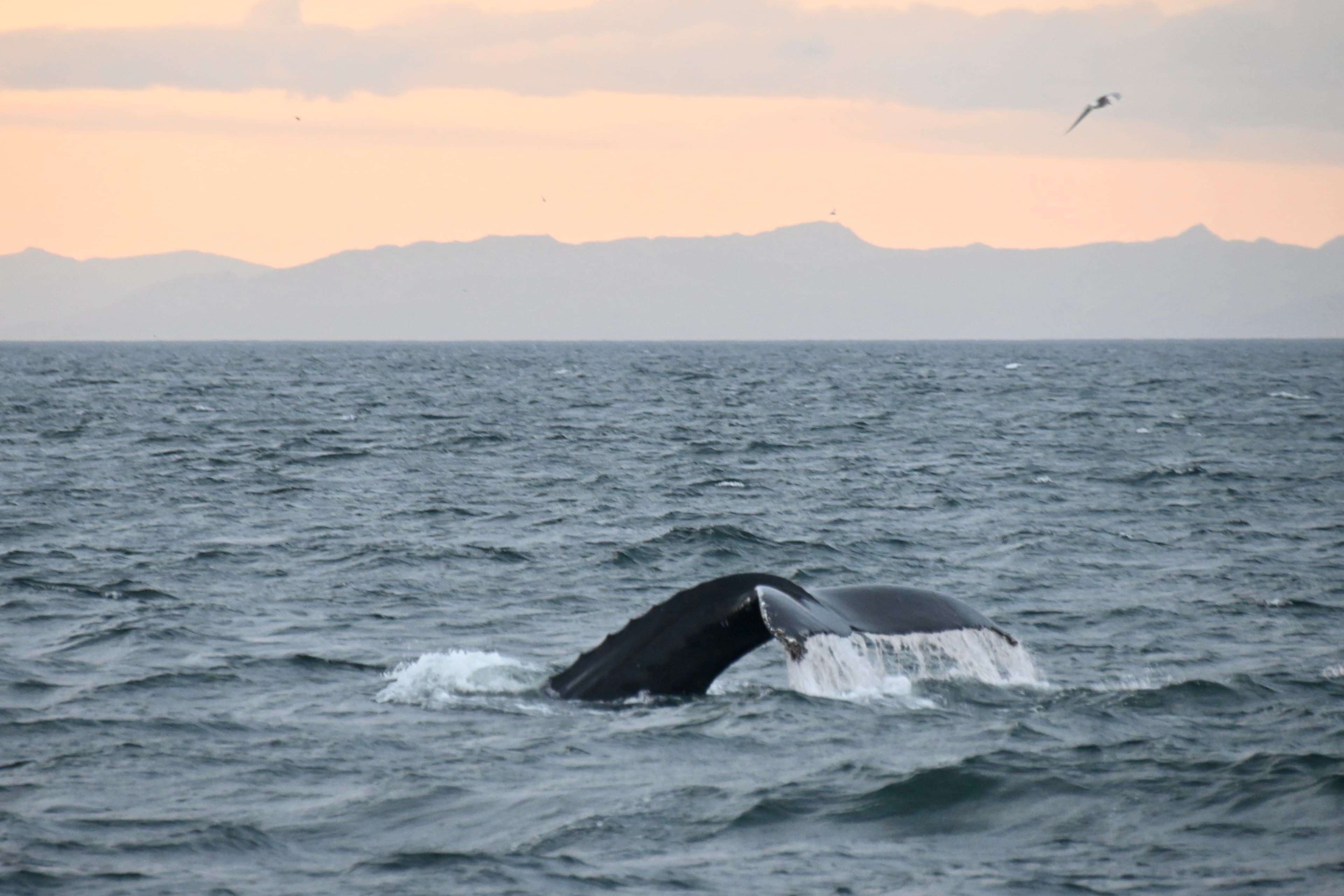 Reykjavík Premium Whales in the Midnight Sun - photo 15