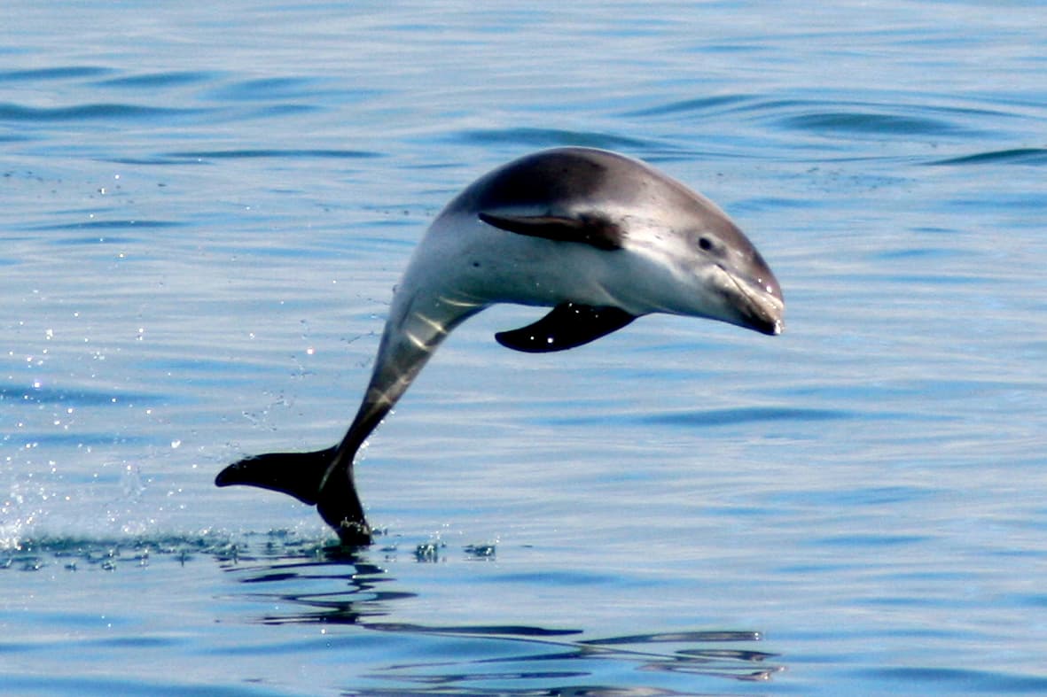 Classic Whale Watching from Dalvík - photo 4