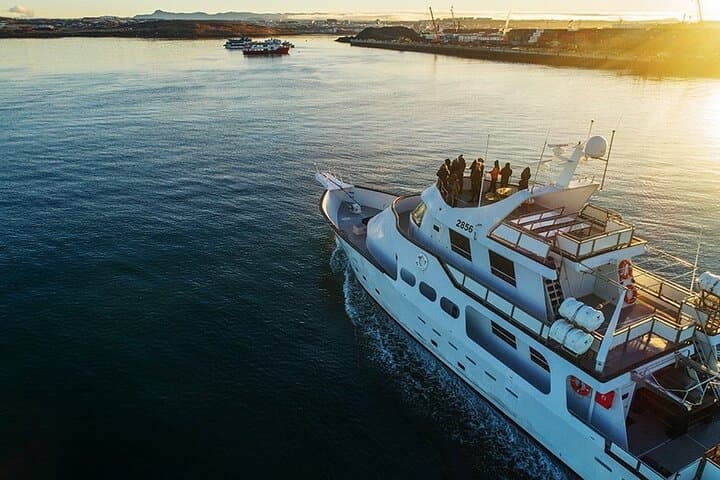 Whale Watching & Dolphin Yacht Cruise - photo 23