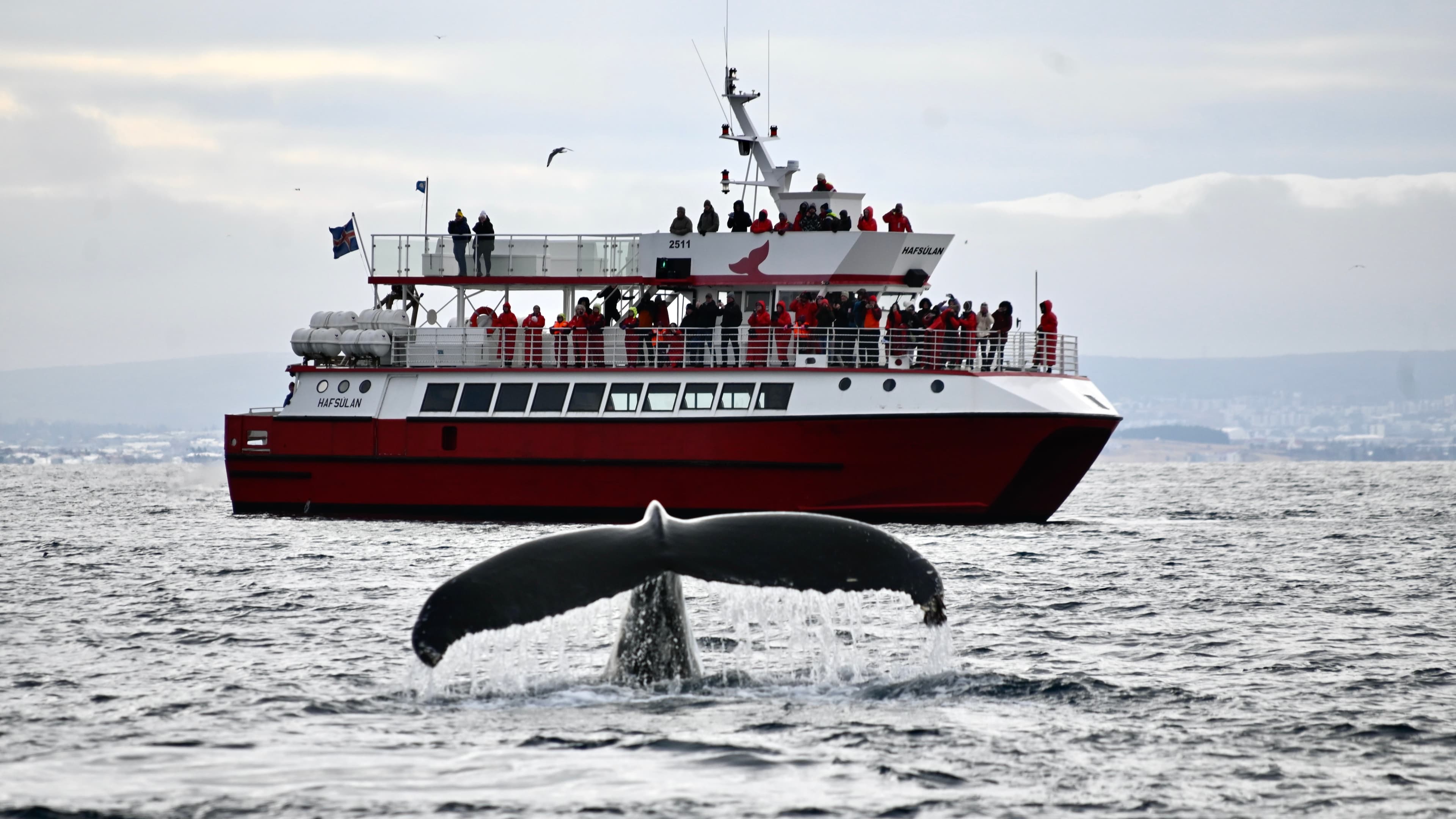 Reykjavík Classic Whale Watching  - photo 3