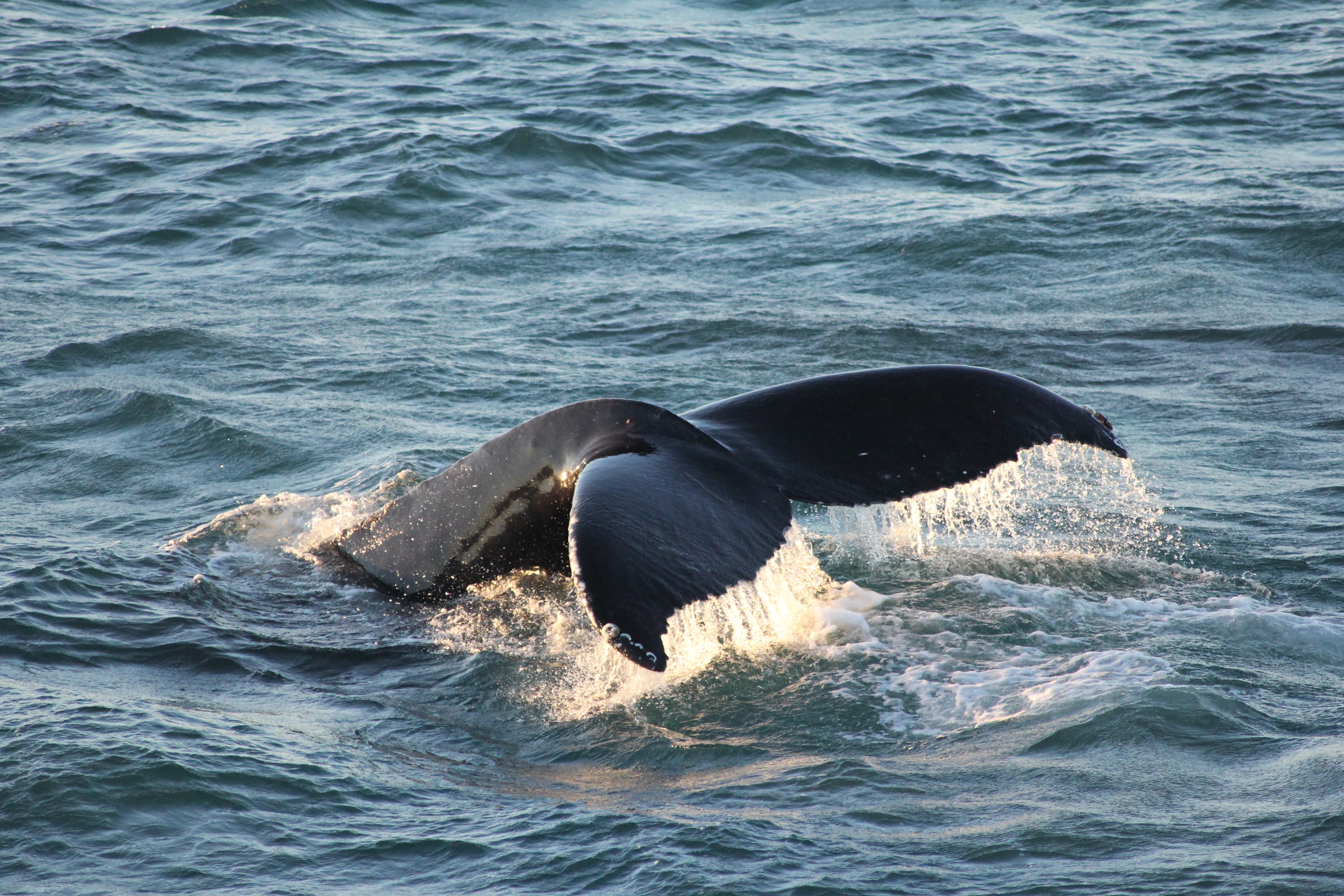 RIB Whale Expedition: 2-Hour High-Speed Adventure - photo 4