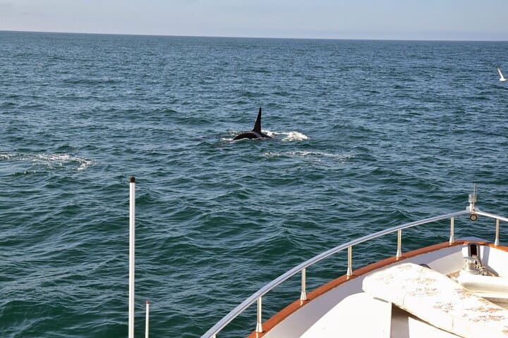 Whale Watching & Dolphin Yacht Cruise - photo 9