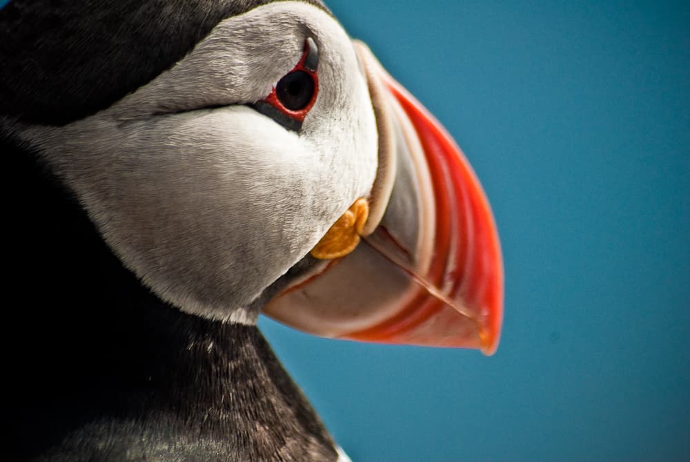 Whales & Puffins - photo 9