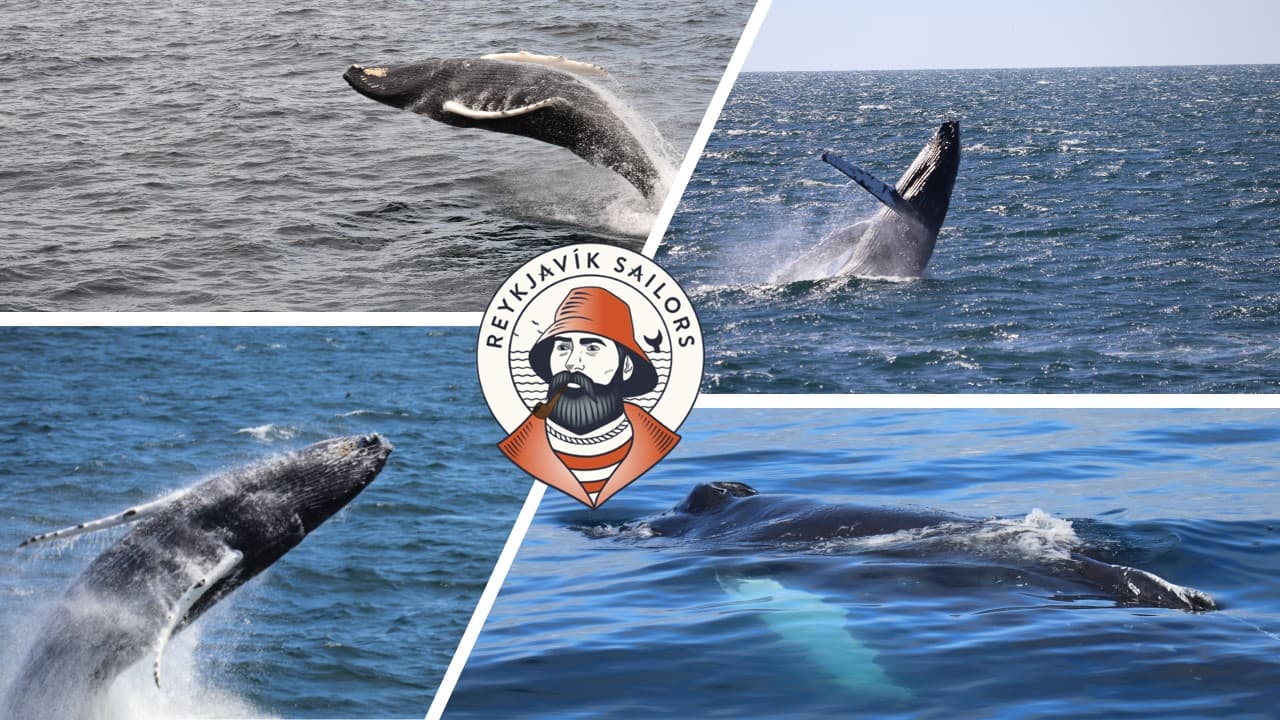 Best Value Whale Watching tour from Reykjavik - photo 2