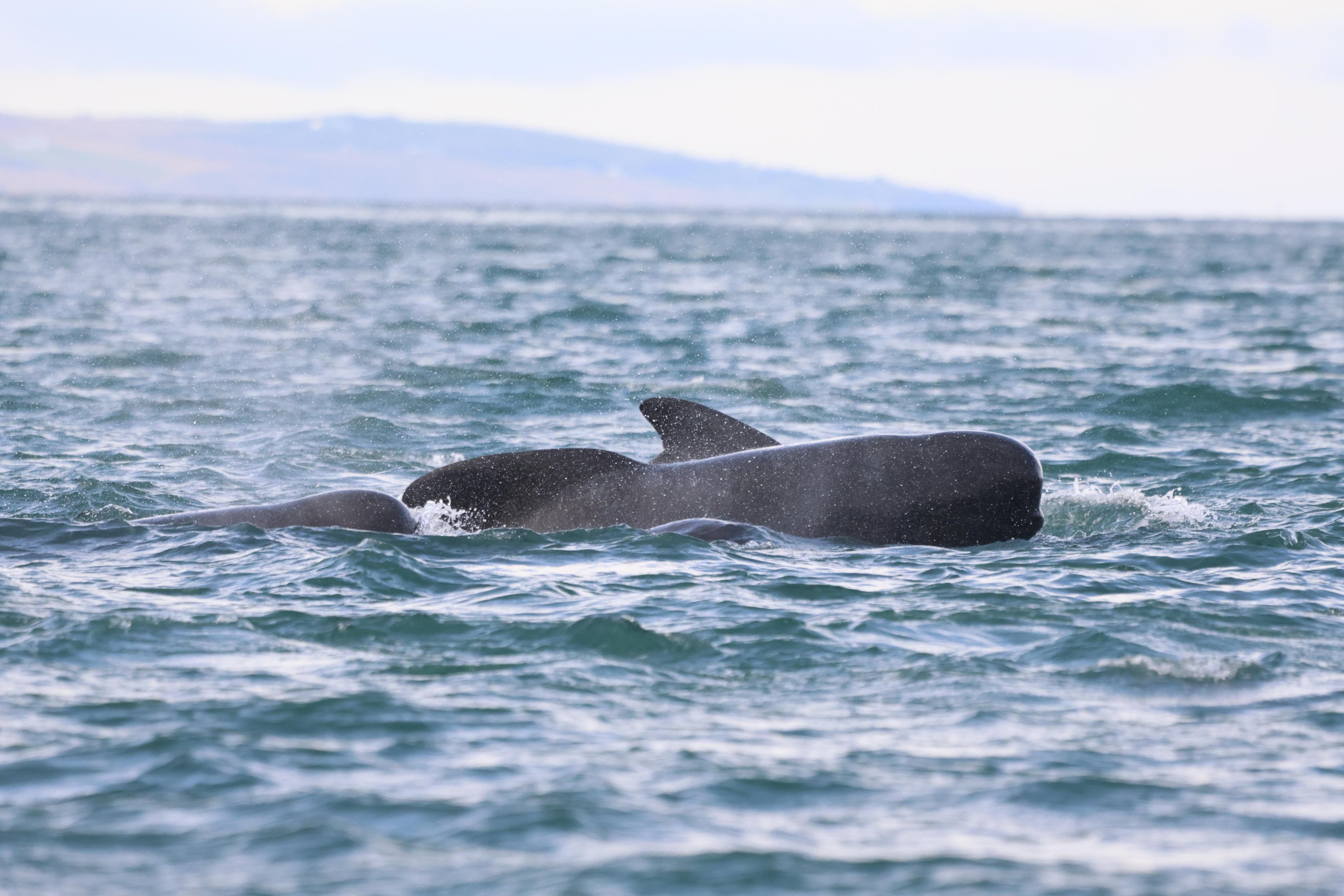 Akureyri Classic Whale Watching - photo 22