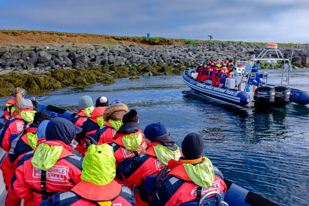 Premium Puffin Tour - photo 4
