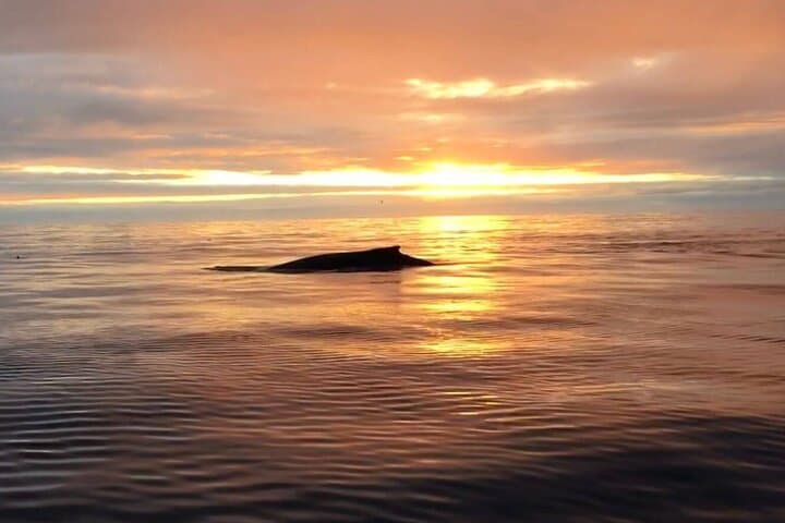 Húsavík: Midnight-Sun Whale Watching - photo 2