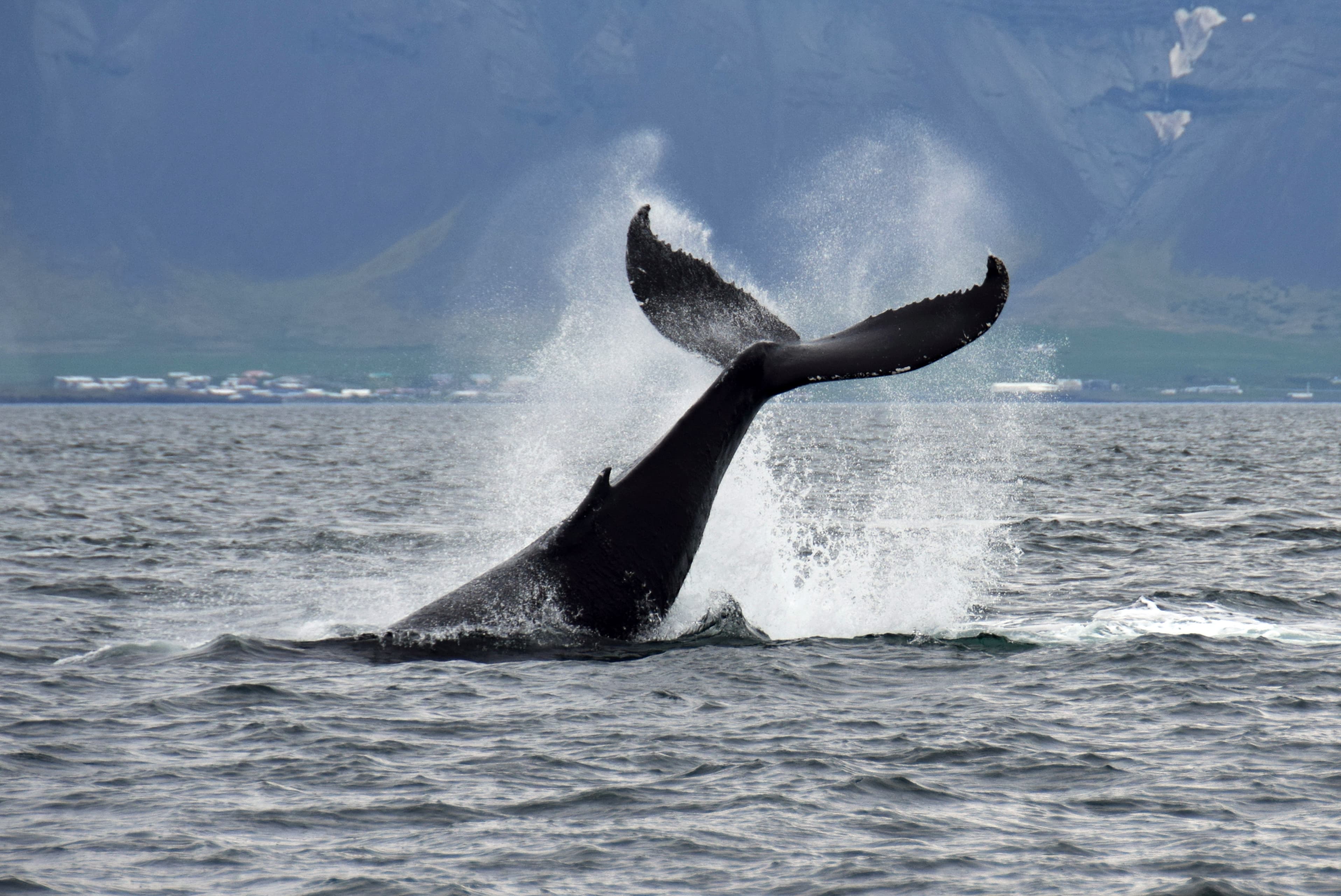 Whale Watching & Caving - photo 12