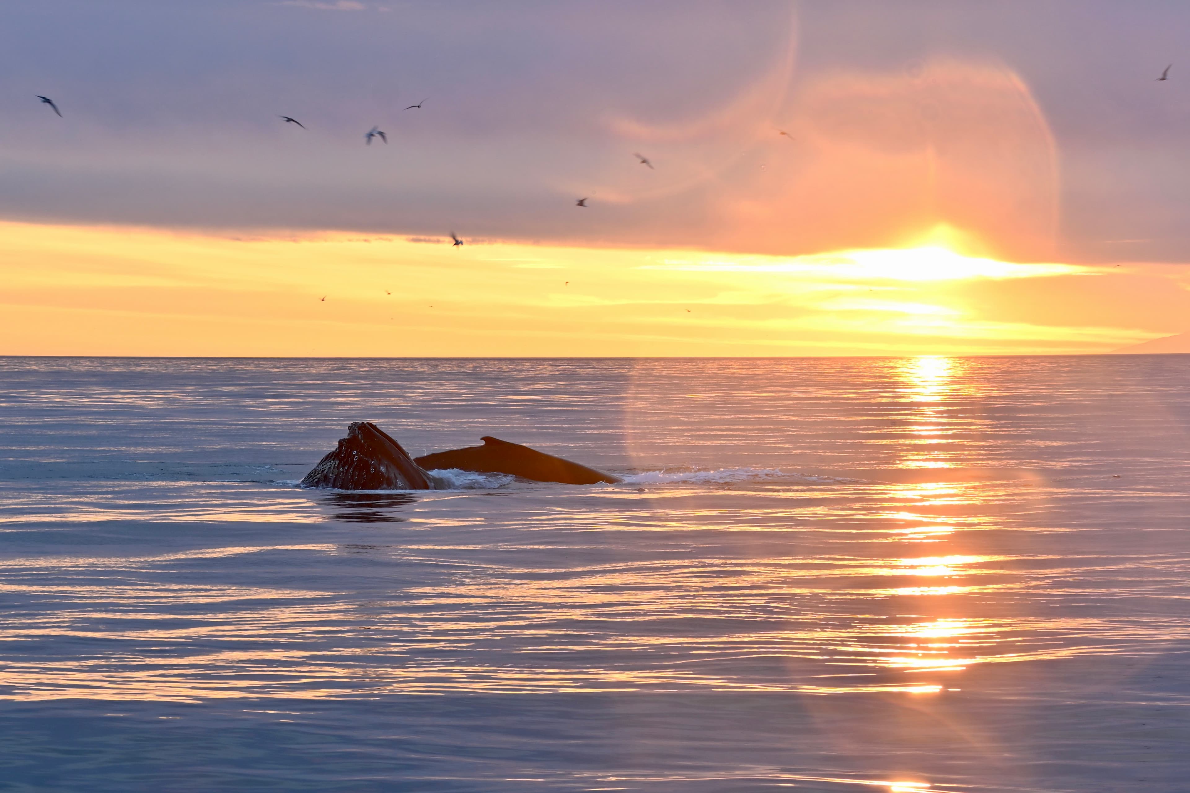 Reykjavík Premium Whales in the Midnight Sun - photo 10