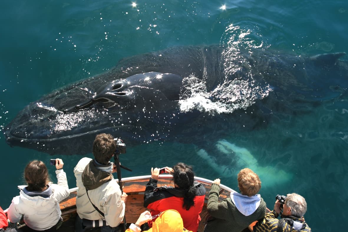 Classic Whale Watching from Dalvík - photo 9