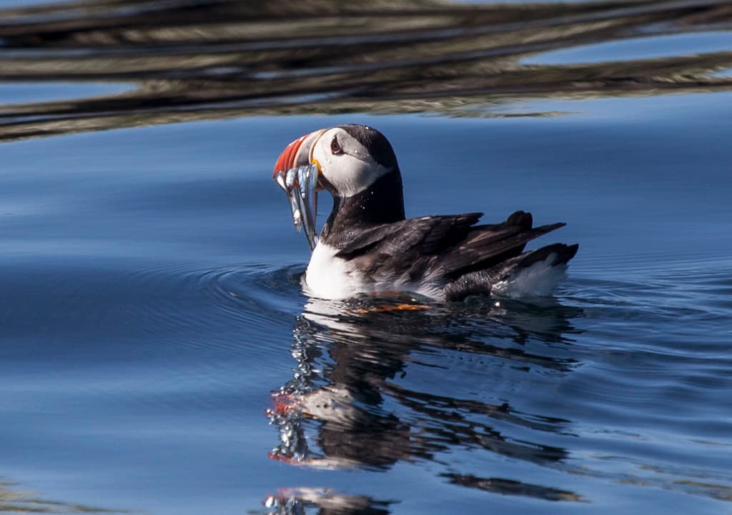 Whale Watching and Puffin Tour: Explore Iceland's Wildlife from Old Harbour in Downtown Reykjavik - photo 4