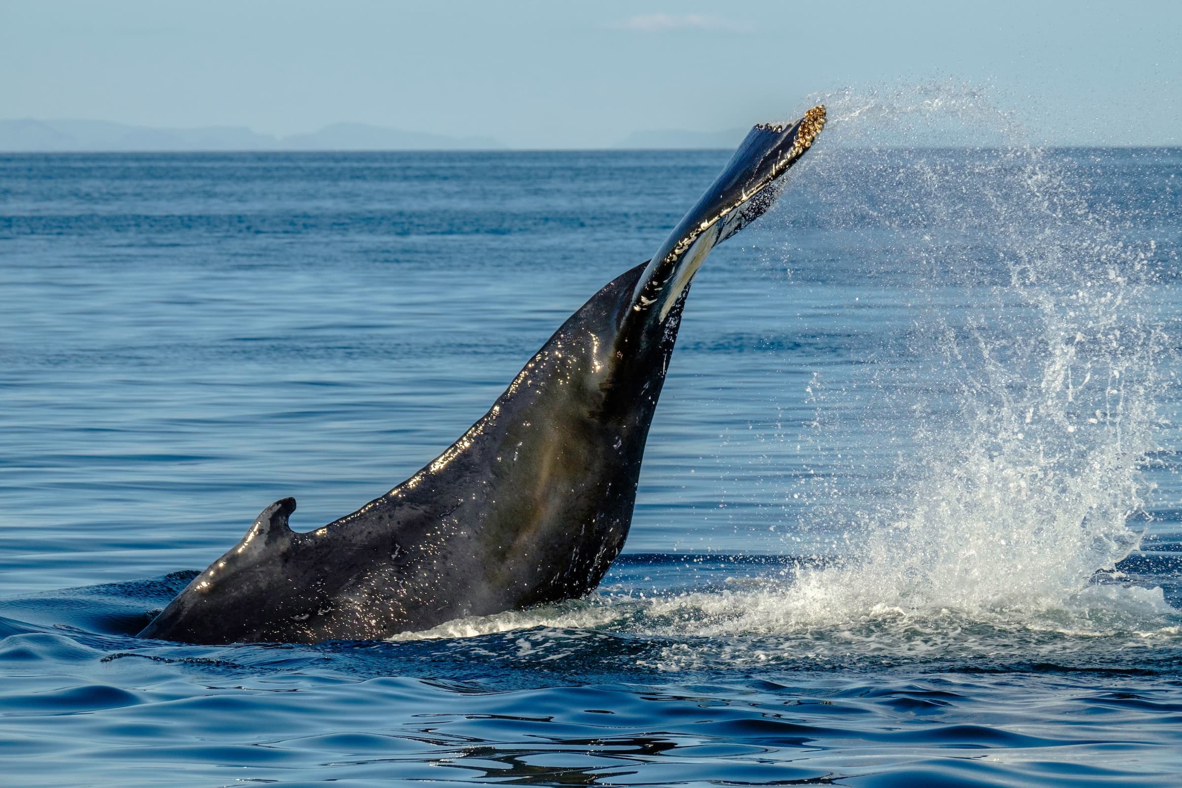 Whales & FlyOver Iceland - photo 5