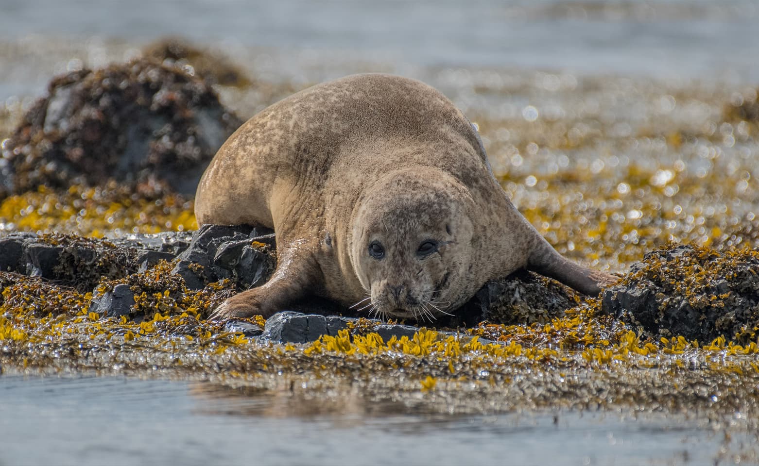 Snæfellsnes Peninsula | Private Tour | Photo Package Included - photo 14