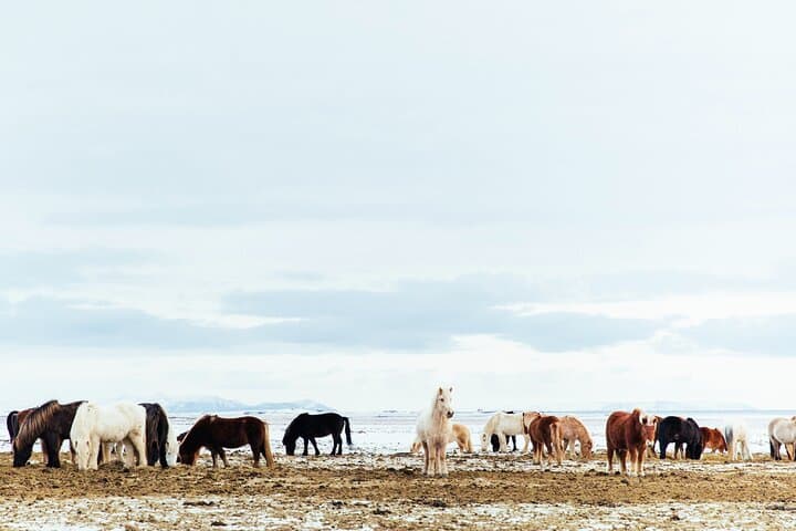 Snæfellsnes en español con almuerzo incluido en una granja en minibus - photo 4