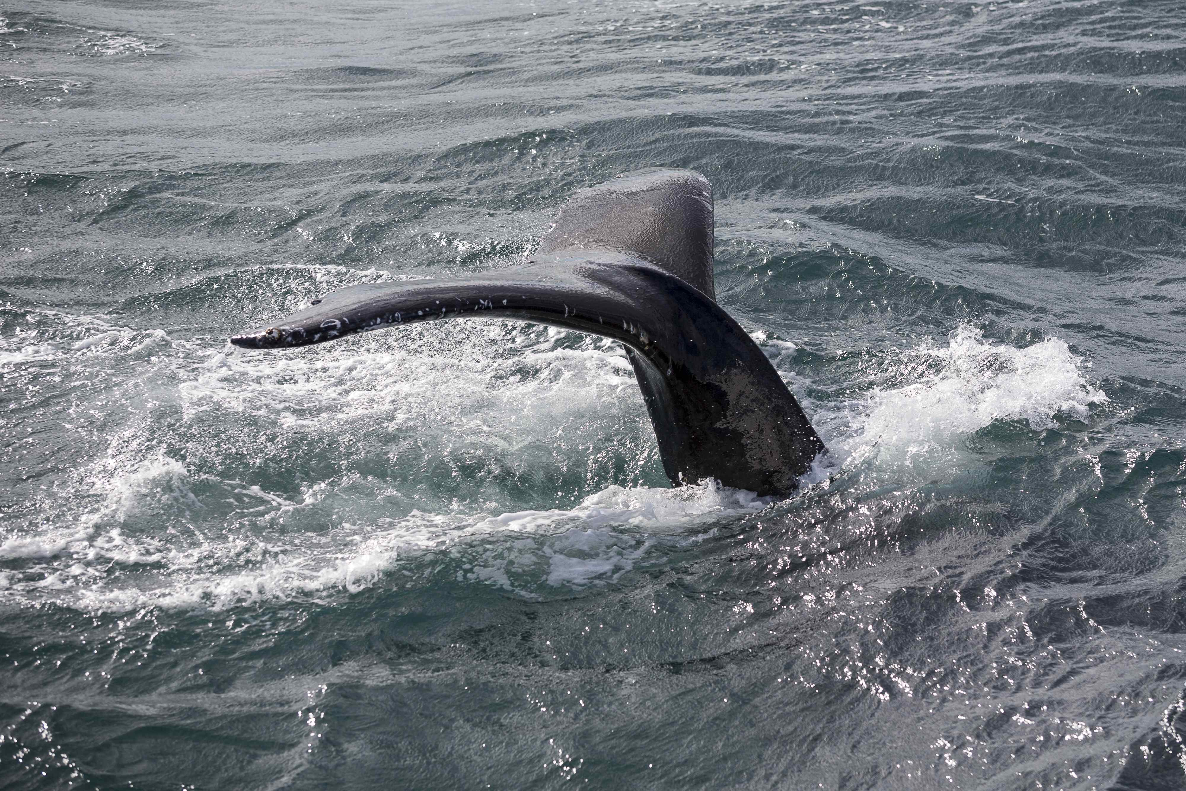 Whale Watching & Northern lights Combo Cruise from Reykjavik - photo 4