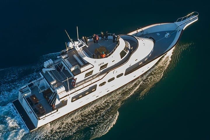 Whale Watching & Dolphin Yacht Cruise - photo 24