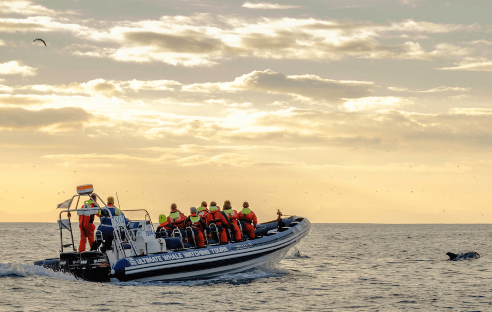 Akureyri Express Whales in the Midnight Sun