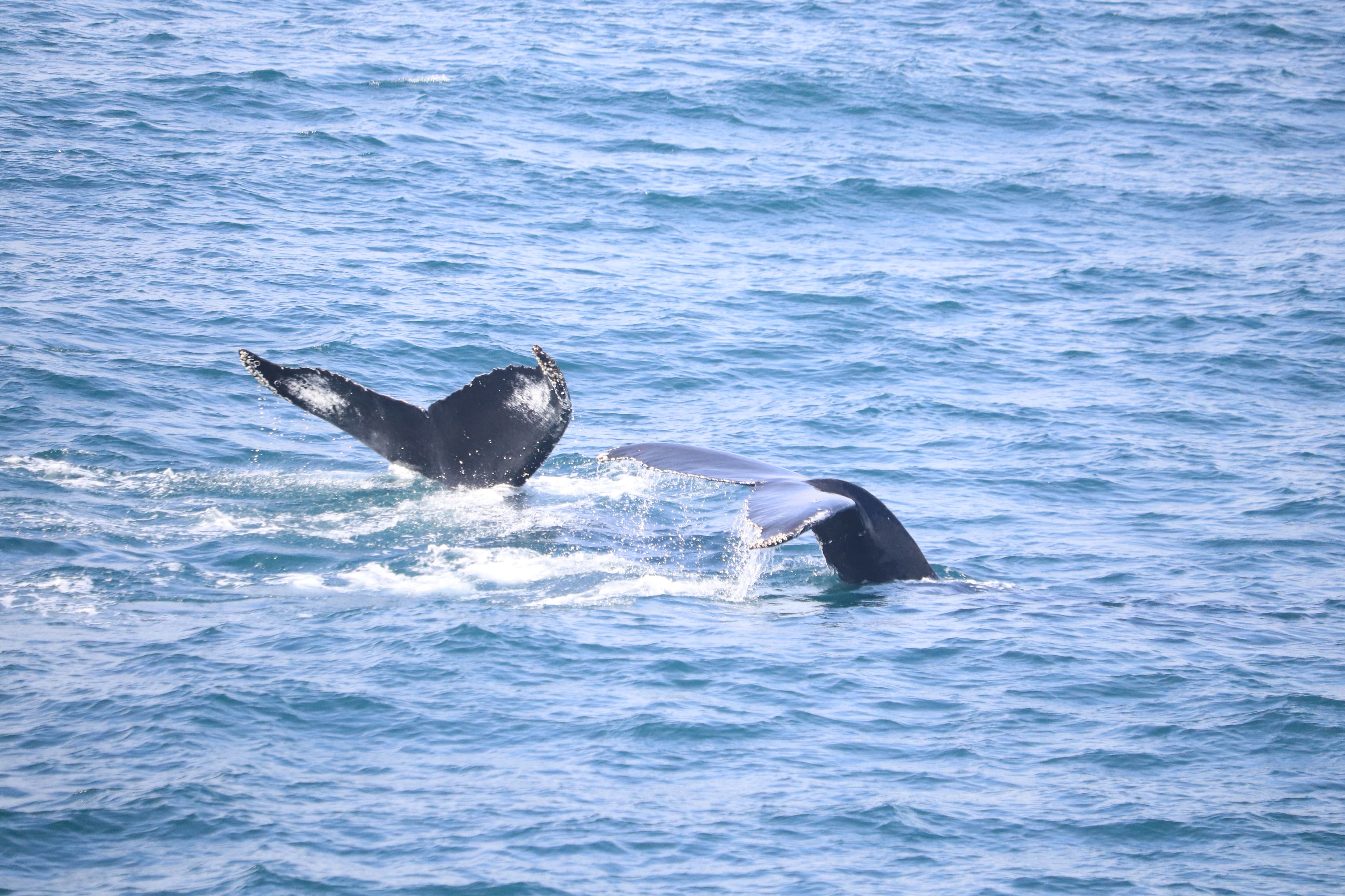 Whale Wonders: Morning Expedition - photo 3