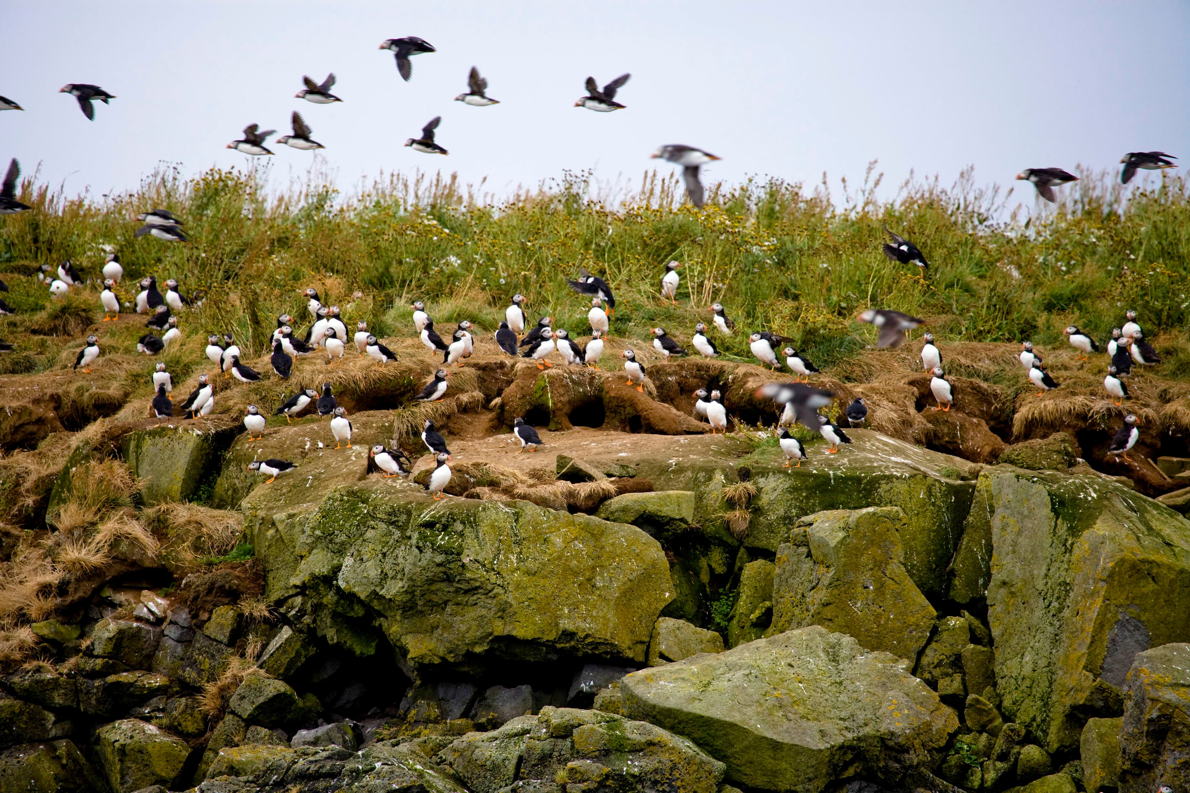 Whale Watching and Puffin Tour: Explore Iceland's Wildlife from Old Harbour in Downtown Reykjavik - photo 8