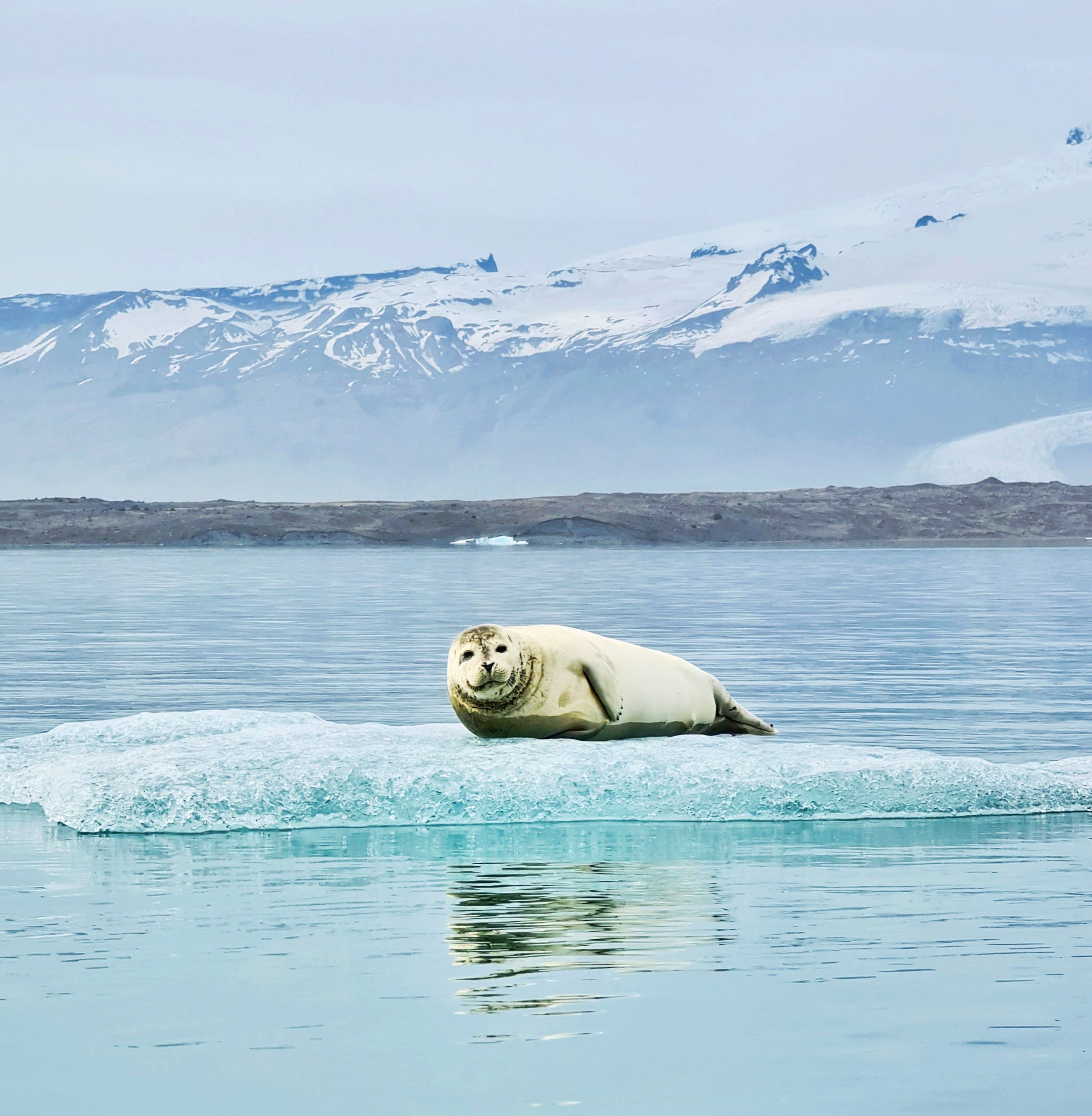 Kayaking at The Glacier Lagoon 