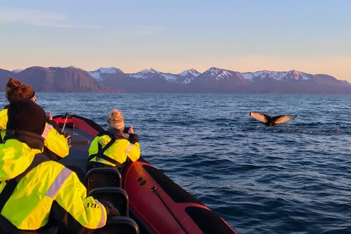 Big Whales & Puffins RIB boat tour - photo 3