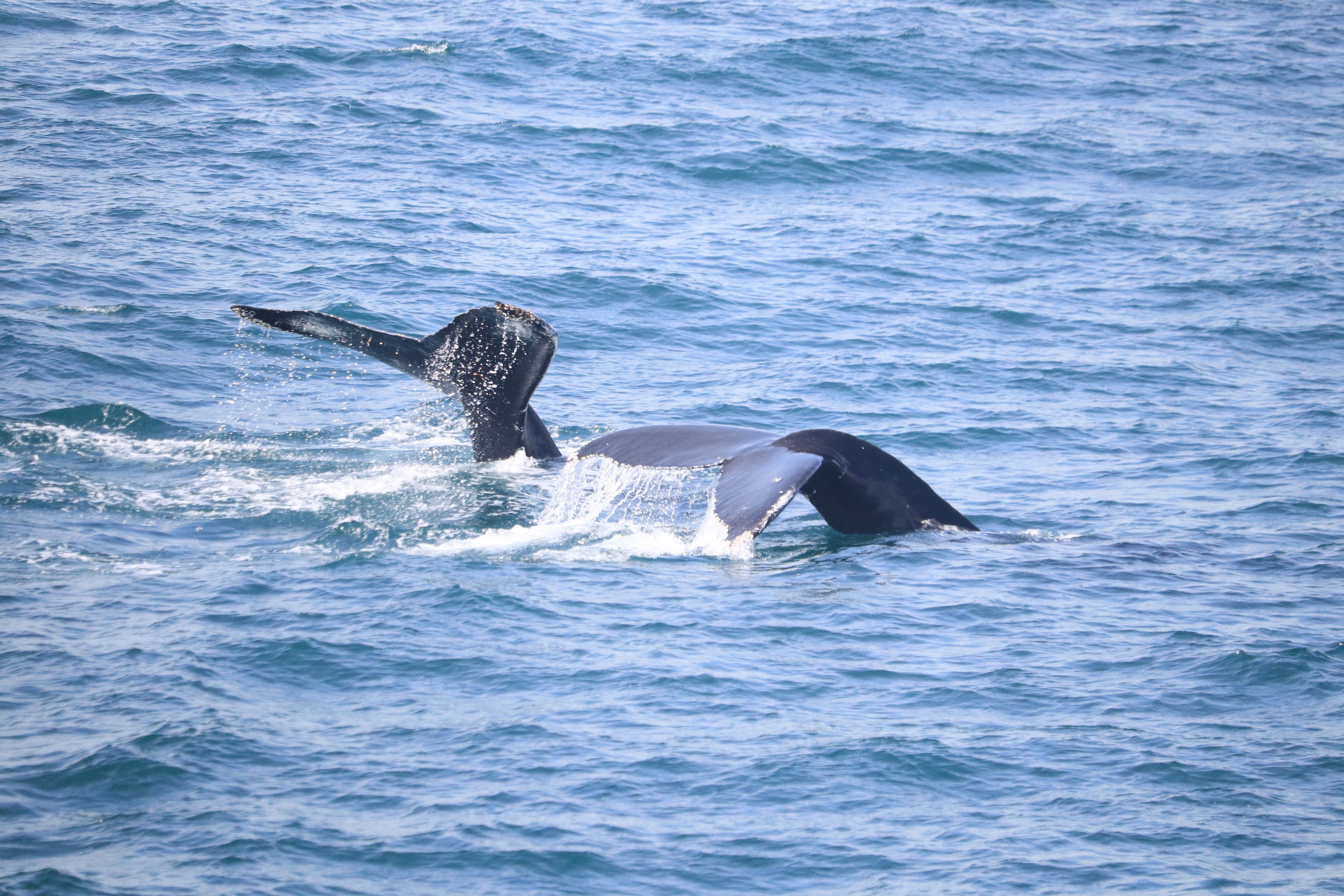 Whale Watching Excursion from Reykjavik & Whales of Iceland Exhibition: Explore the Sea's Giants - photo 3