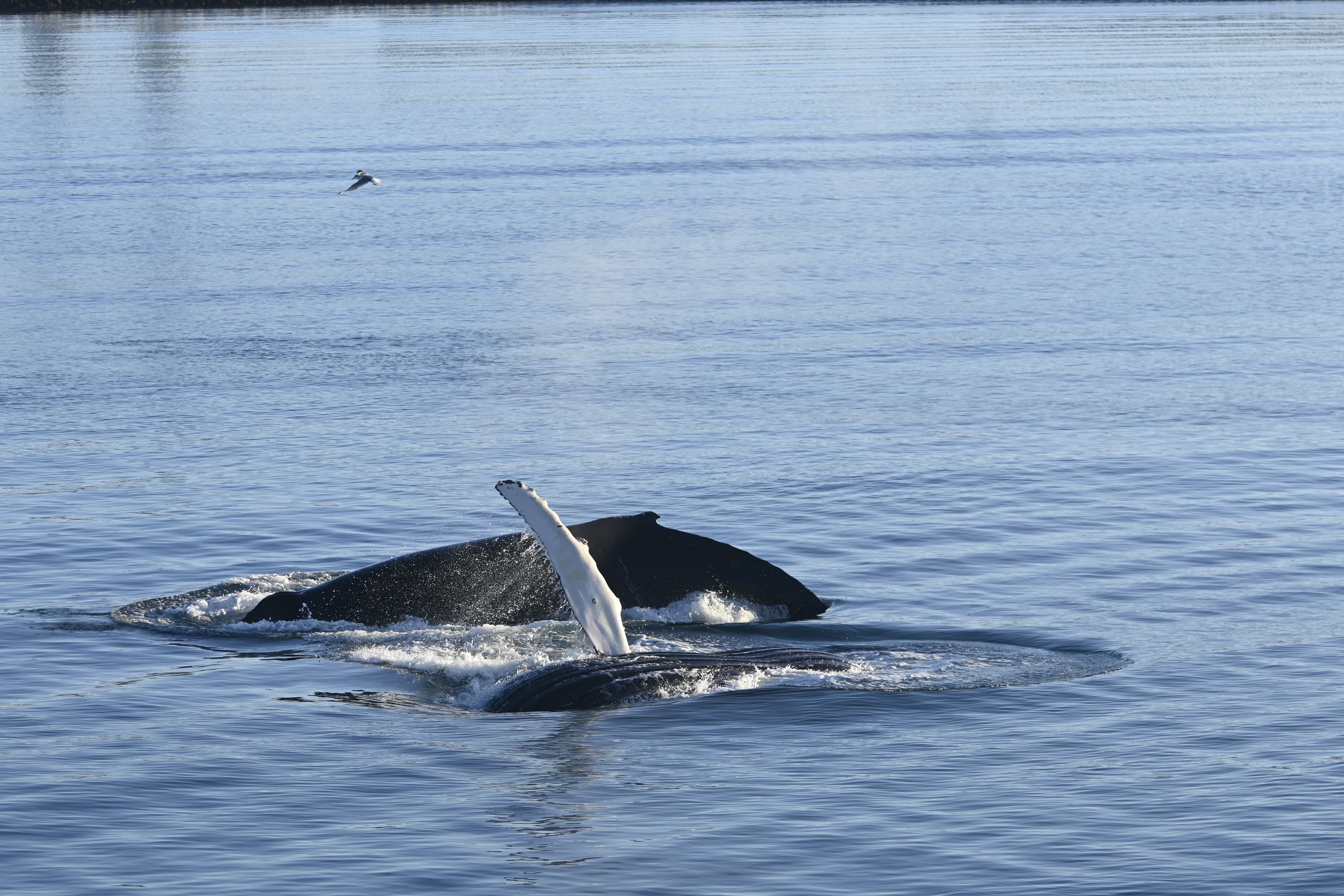Reykjavík Whales & Viðey Island - photo 5