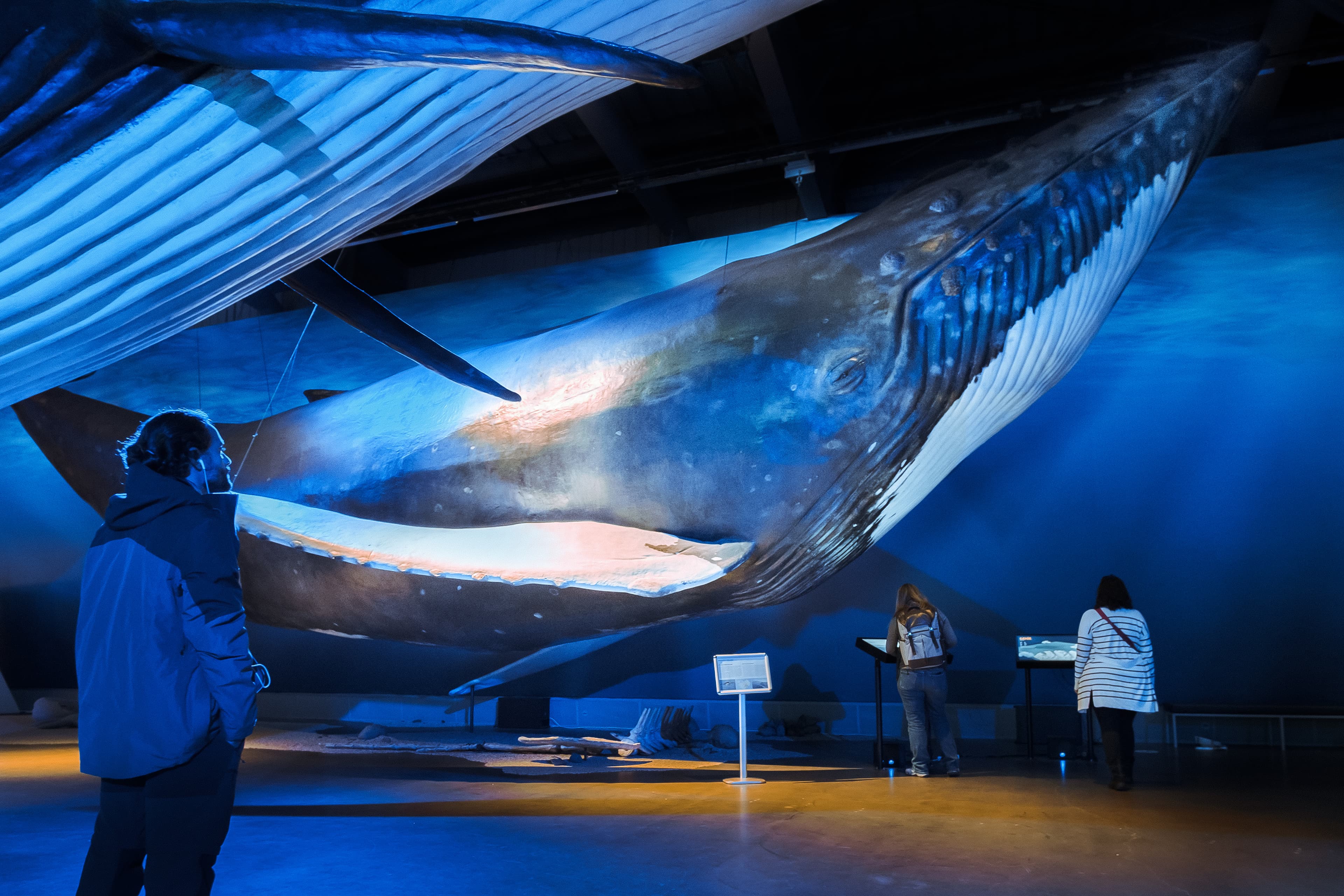 Whales of Iceland Museum Admission - photo 4