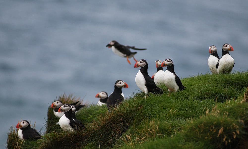 Reykjavík Whales & Puffins - photo 2