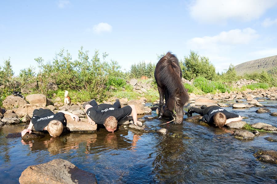 Silfra Snorkeling - with underwater photos & Horseback riding - photo 14