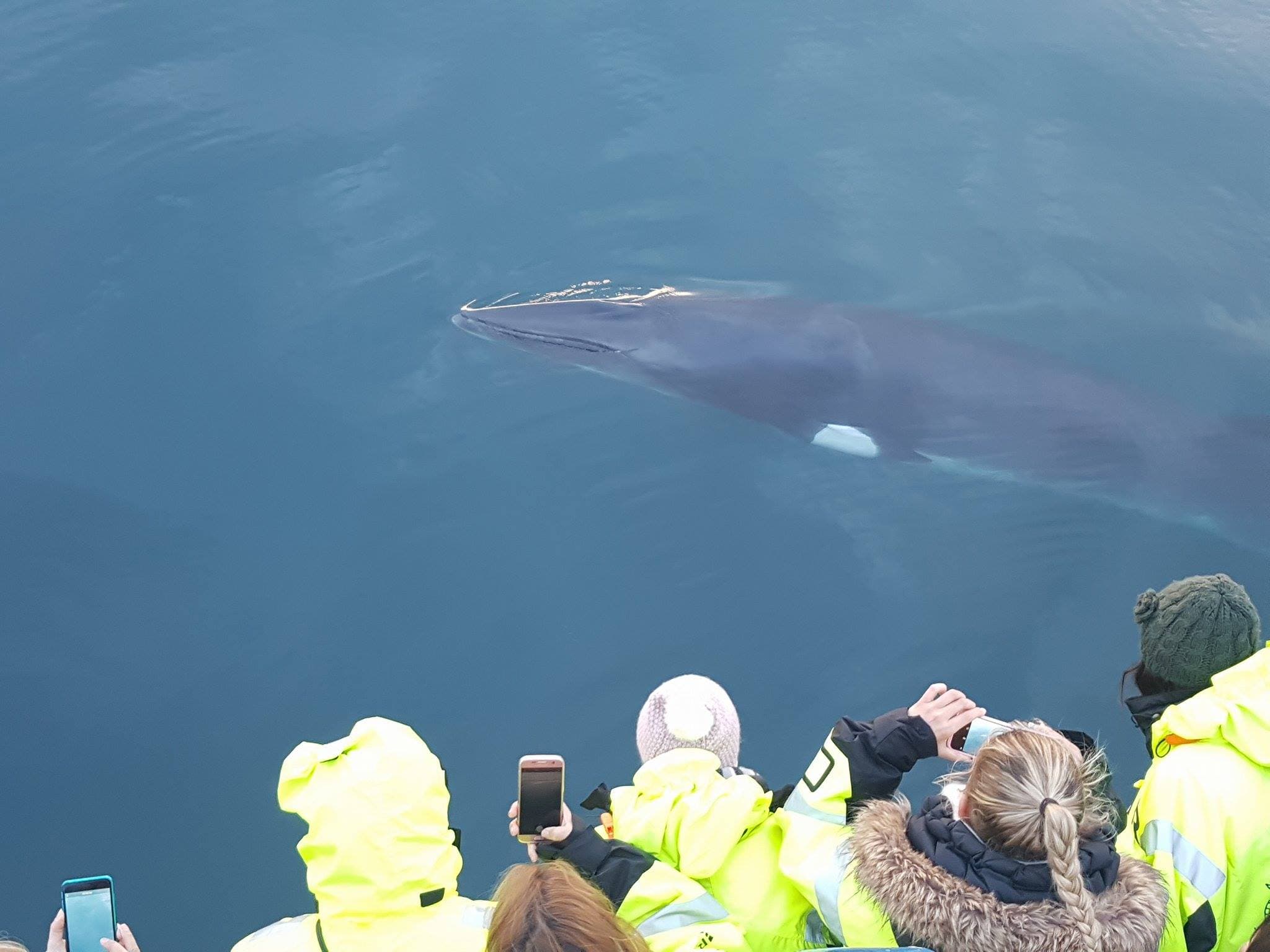 Whale Watching - photo 8
