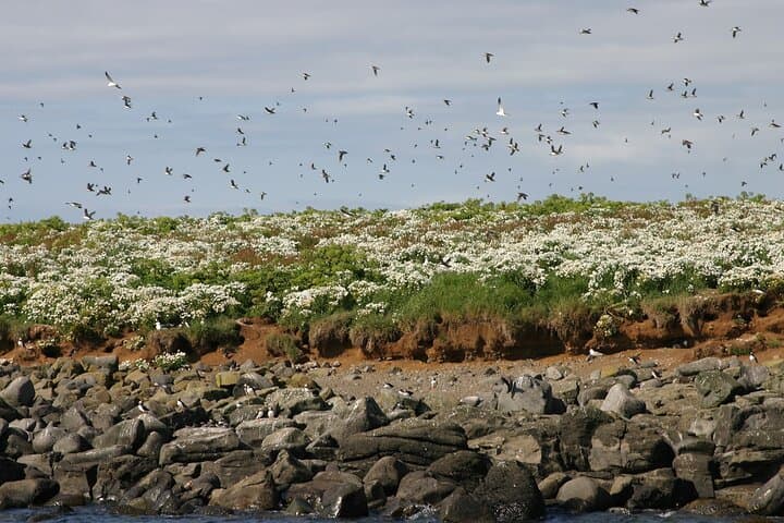 Whale Watching & Dolphin Yacht Cruise - photo 16