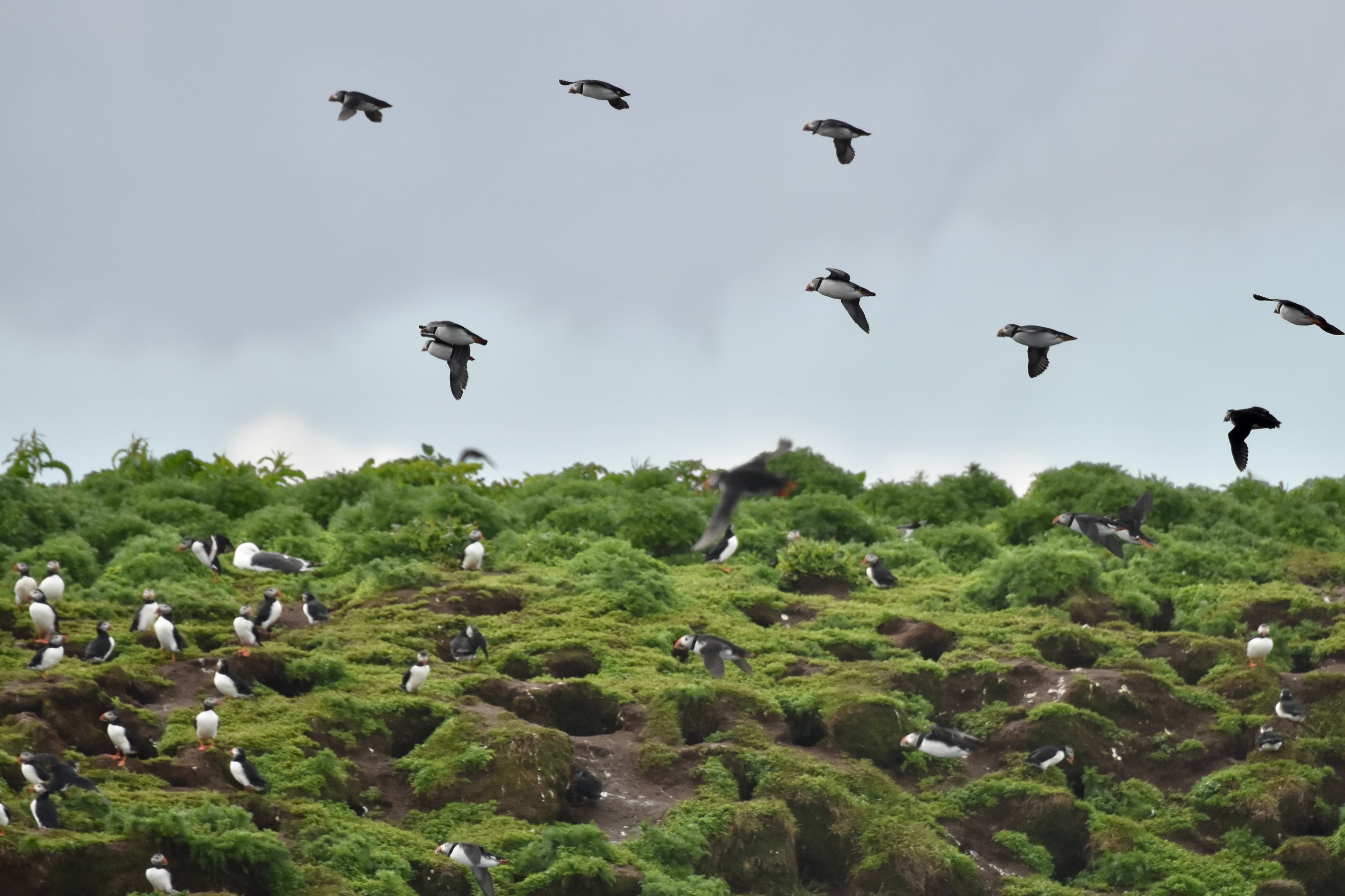 Reykjavík Whales & Puffins - photo 20