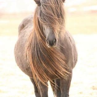 Horse Riding Tour and Explore Scenery in Gásir Akureyri - photo 5