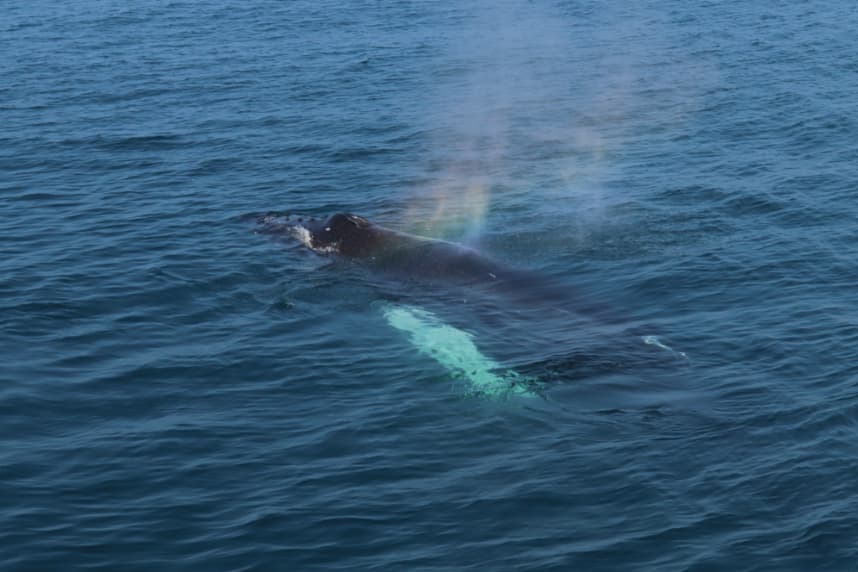 Best Value Whale Watching tour from Reykjavik - photo 20