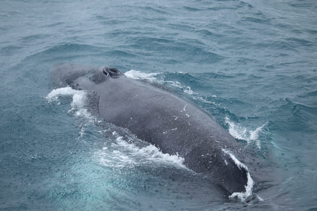 Best Value Whale Watching tour from Reykjavik - photo 16
