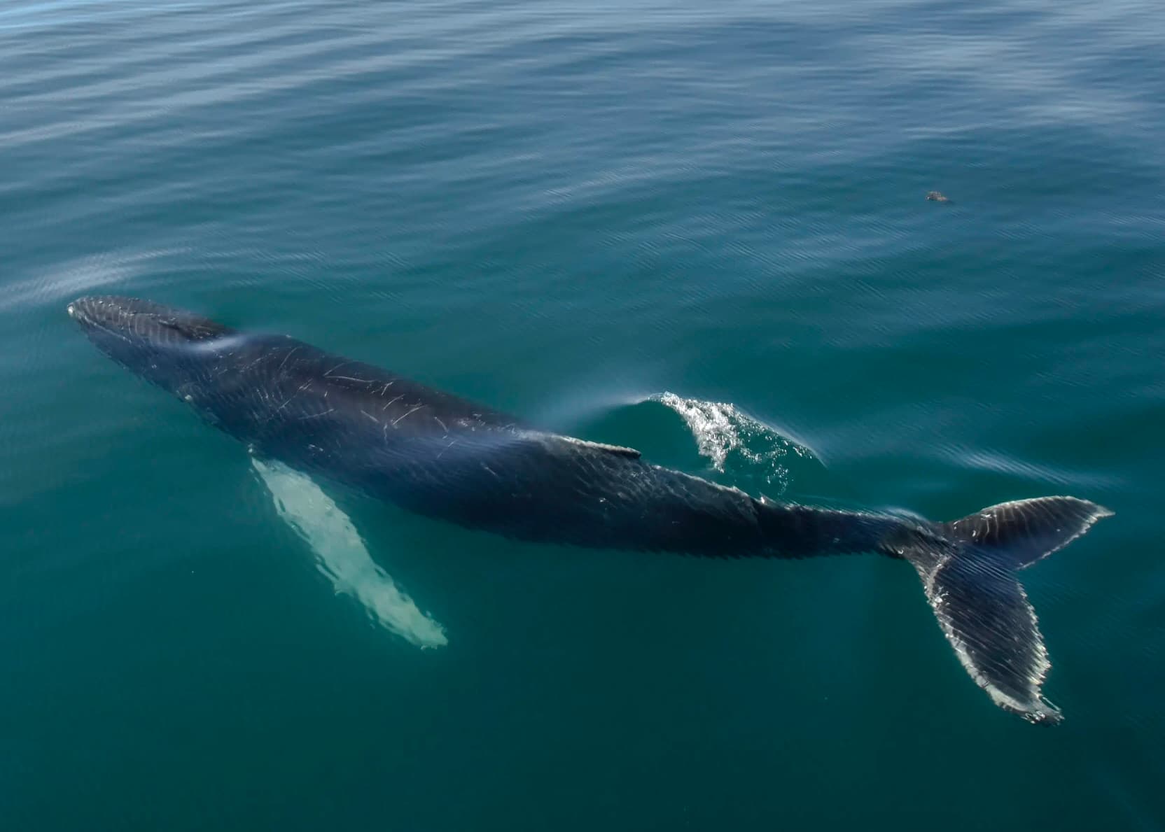 Akureyri Express Whales & Eyjafjord - photo 3