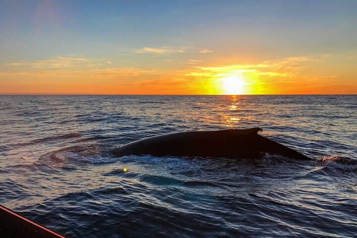 Big Whales & Puffins RIB boat tour - photo 14