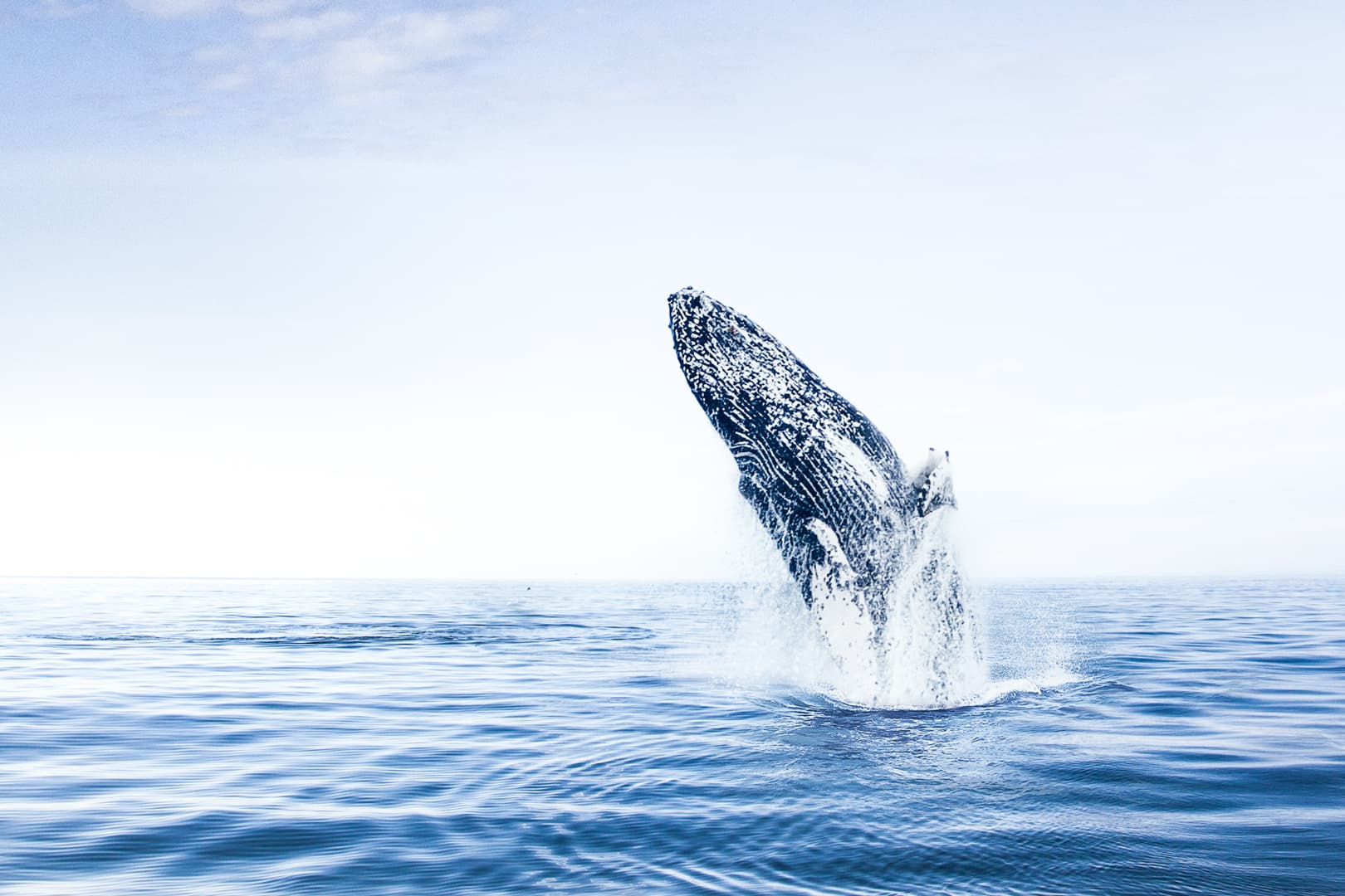 Whale Watching Eyjafjörður: From Árskógssandur