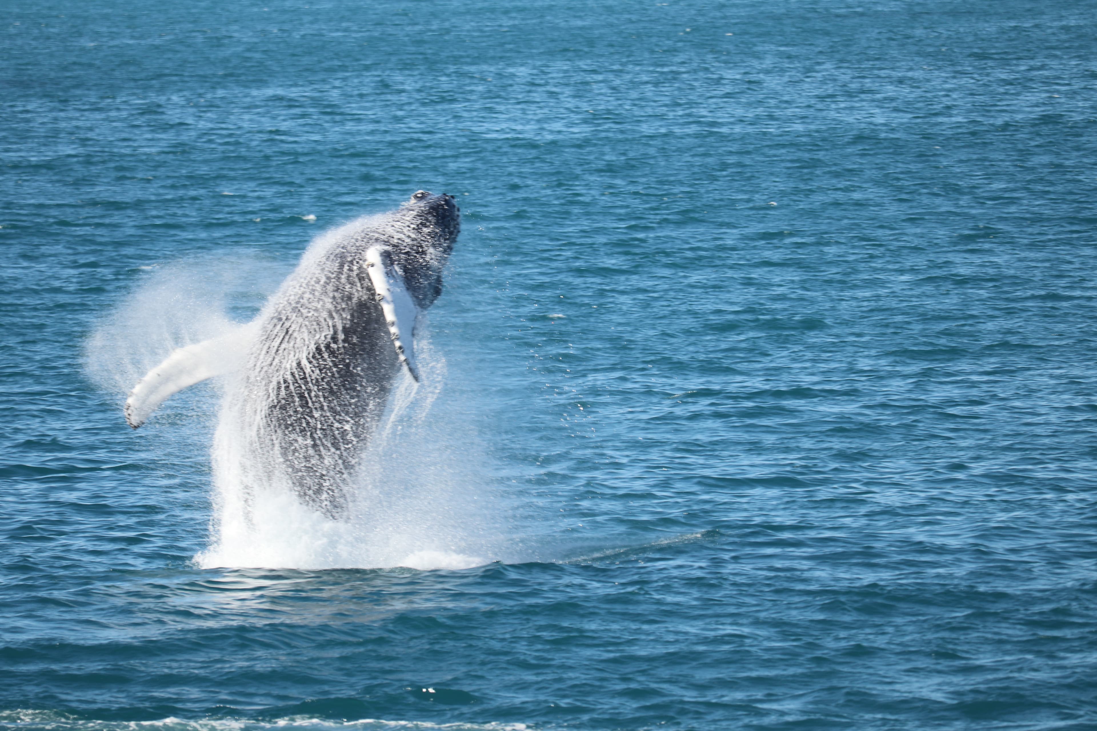 Best Value Whale Watching tour from Reykjavik - photo 4