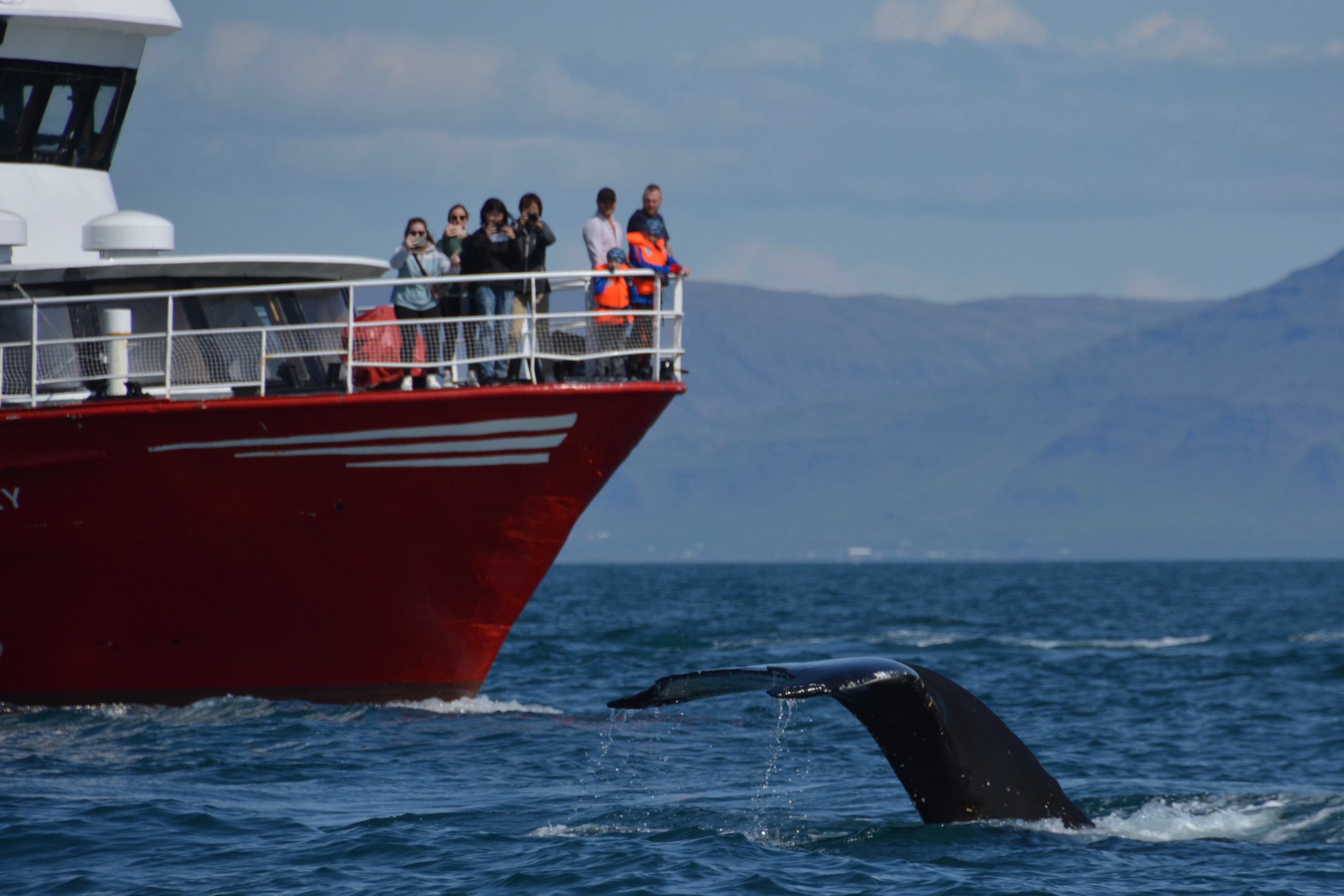 Reykjavík Classic Whale Watching  - photo 10
