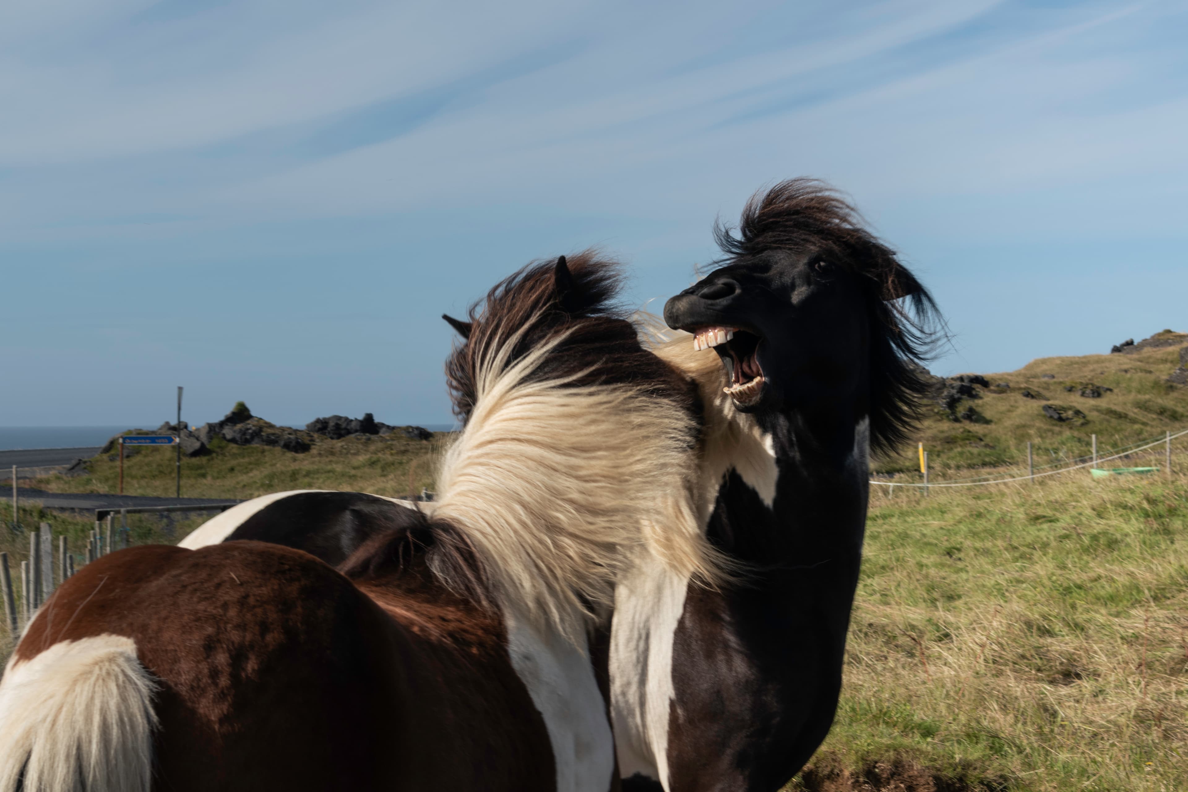Private Minivan tour to the Westman Islands: History and Natural Wonders - photo 5