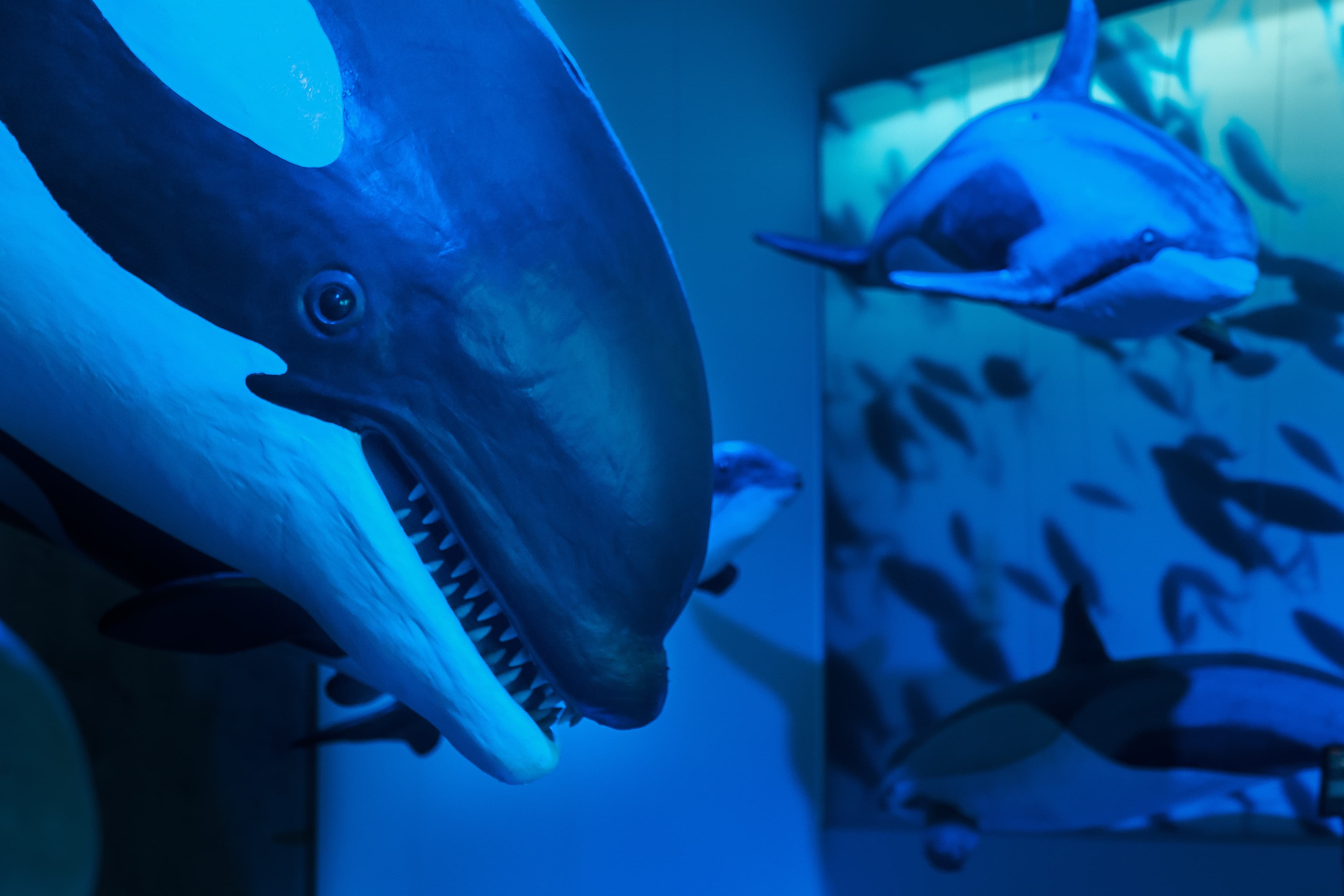 Whales of Iceland Museum Admission - photo 8