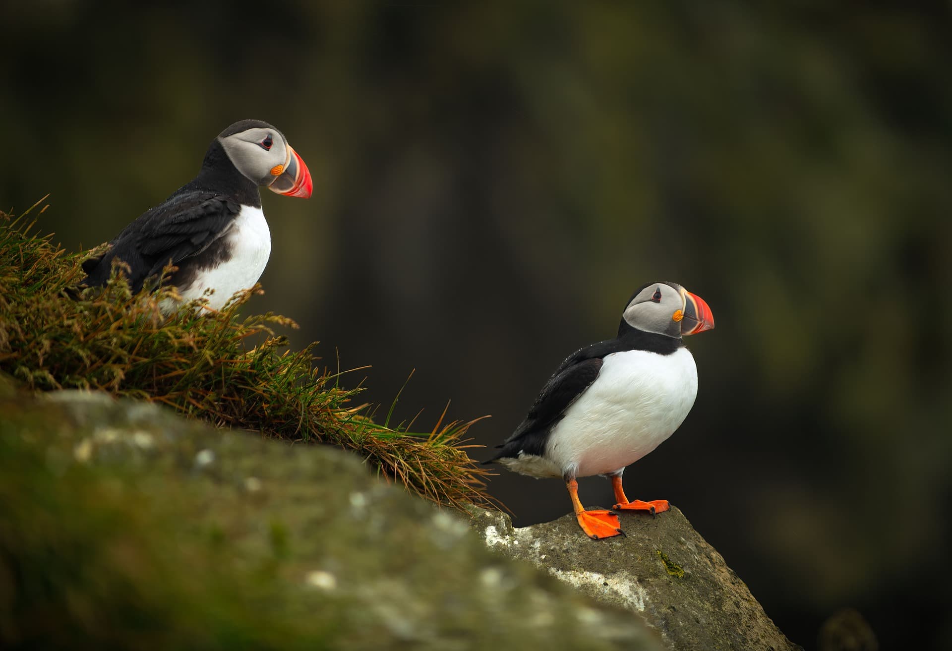 Iceland: Private Westman Islands - Volcano, Wildlife & Scenic Views - photo 11