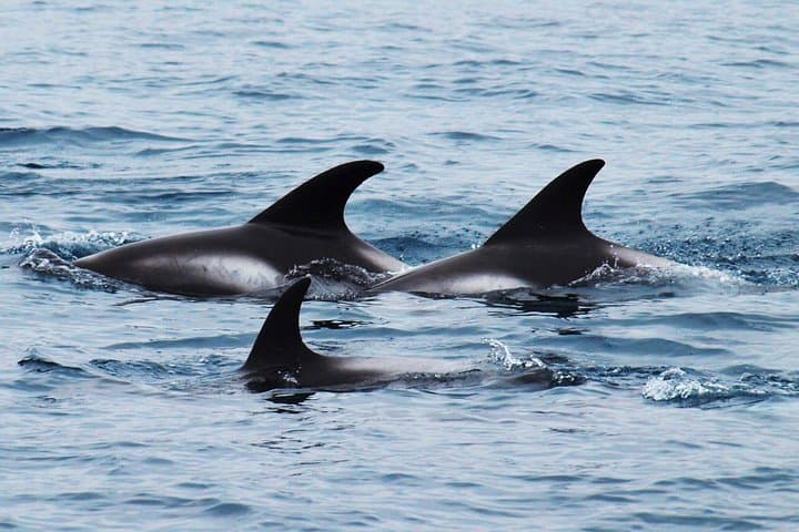 Big Whales & Puffins RIB boat tour - photo 9