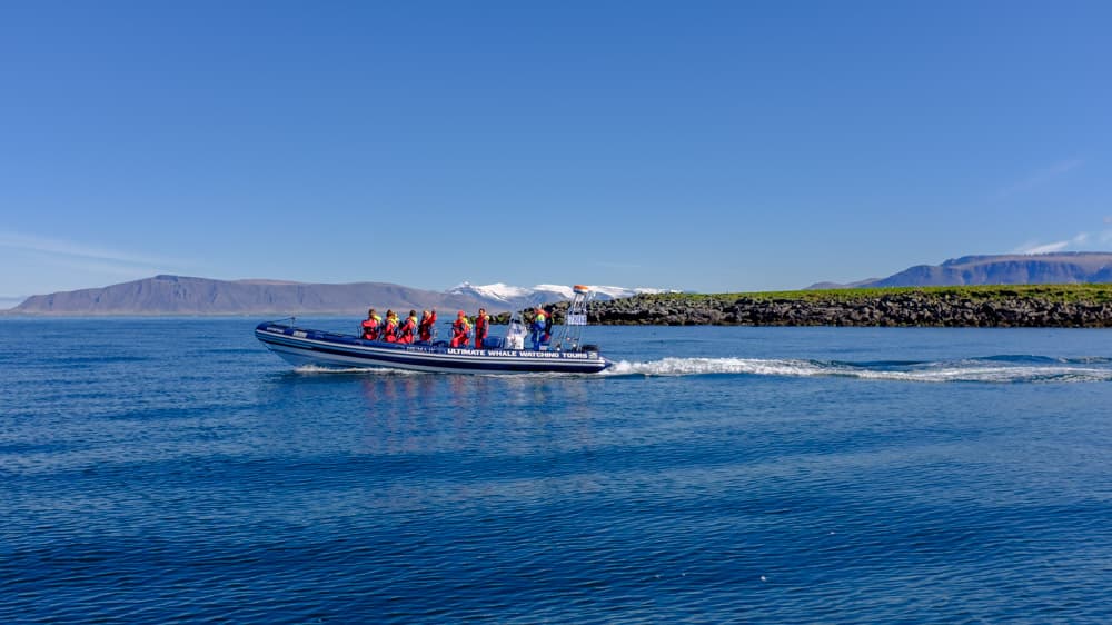 Premium Puffin Tour - photo 3