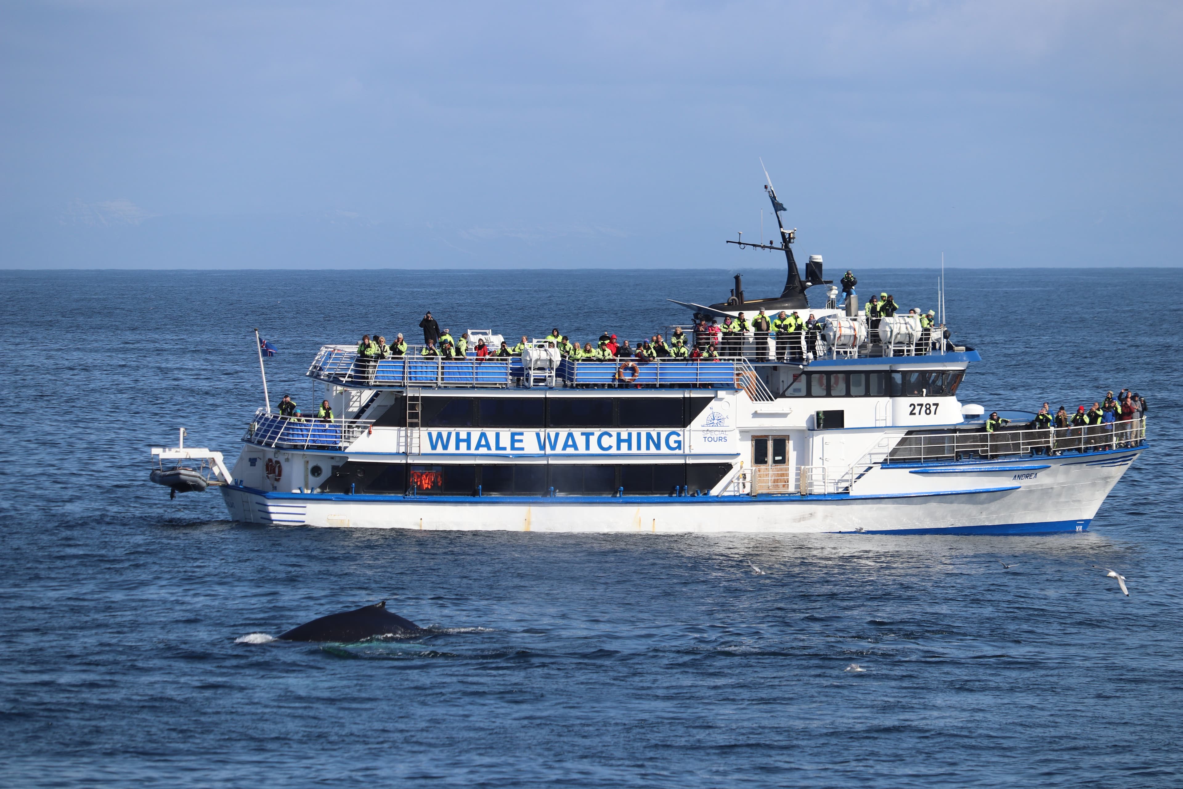 Reykjavik City Walk and Whales - photo 4